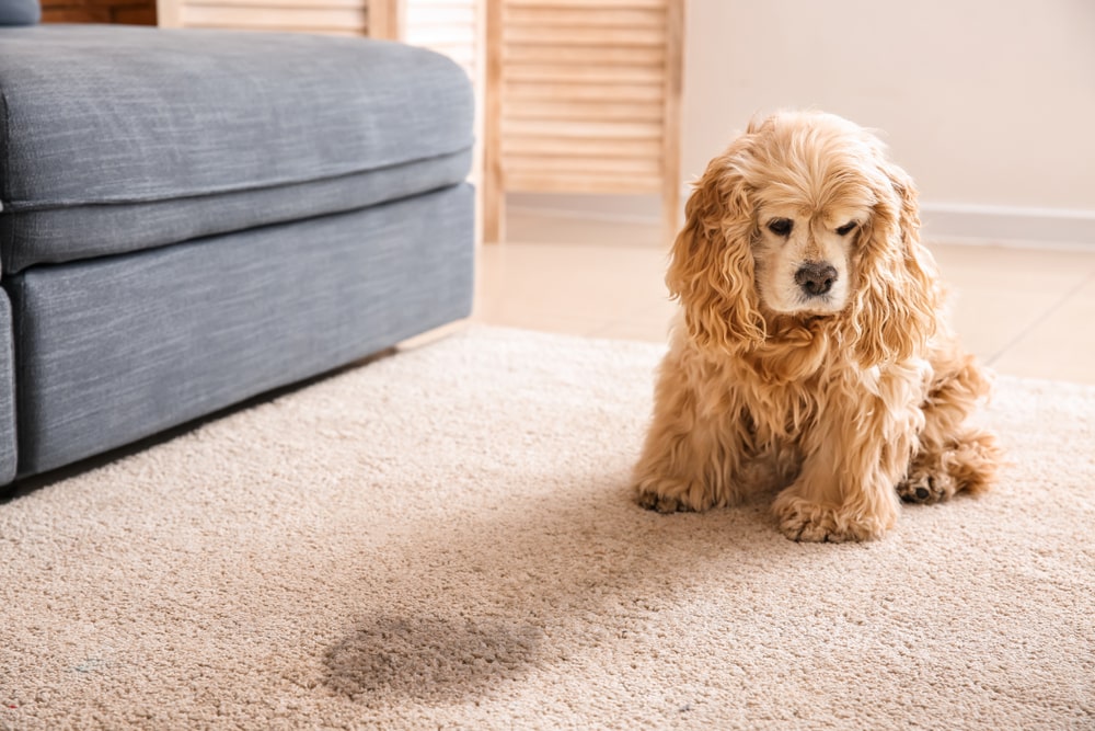 Quick & Easy Guide On How To Remove Pet Odor From Carpet